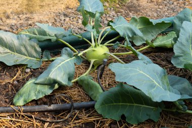 Cultivation of kale in a farmer's vegetable garden