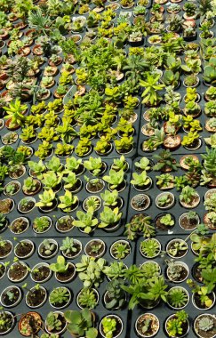 Cactus are grown and sold in a cactus shop that has a wide variety of cactus .