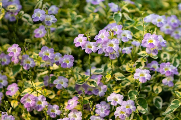 Field Small Purple Flowers Bloom Early Winter — Stock Photo, Image