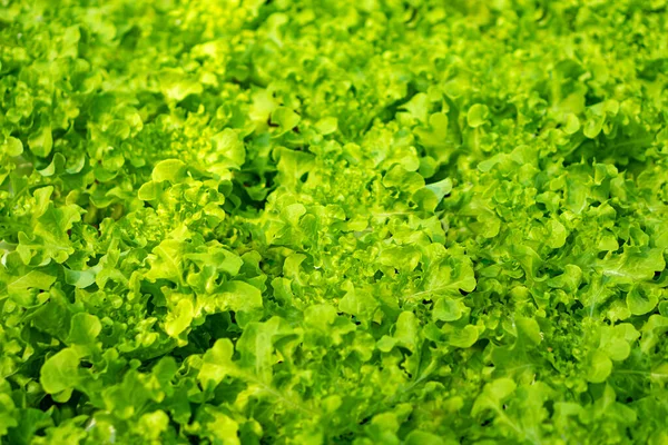 Lettuce Cultivated Plant Daisy Family Edible Leaves Usual Ingredient Salads — ストック写真