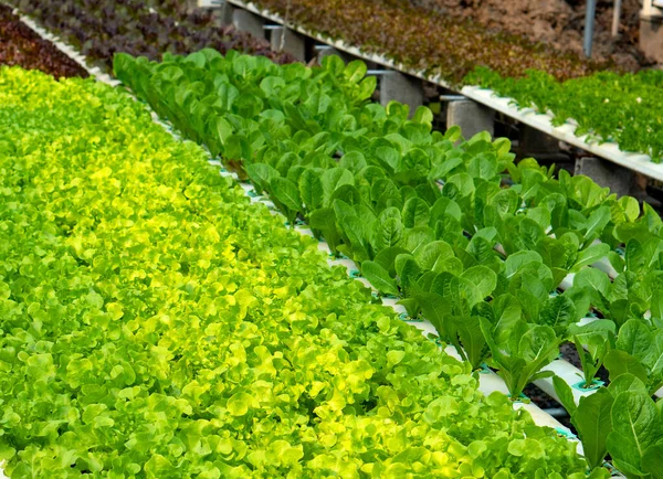 Lettuce Cultivated Plant Daisy Family Edible Leaves Usual Ingredient Salads — Stok fotoğraf