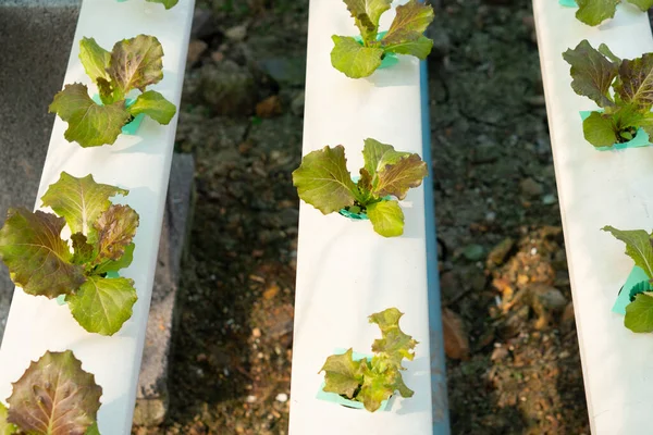 Hydrophonic Lettuce Cultivation New Lettuce Farm — Stok fotoğraf