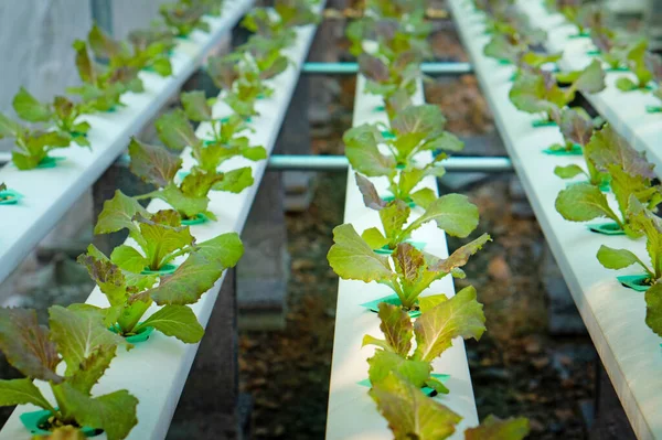 Hydrophonic Lettuce Cultivation New Lettuce Farm — Stok fotoğraf