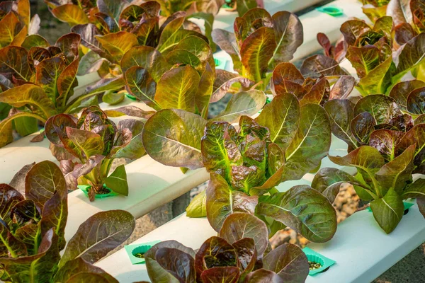 Hydrophonic Lettuce Cultivation New Lettuce Farm — Stok fotoğraf