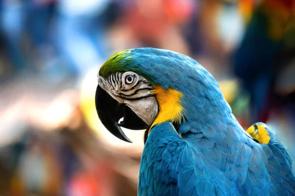 Blue Macaws Facing Macaws Large Birds Hook Bill Family — Stock Photo, Image