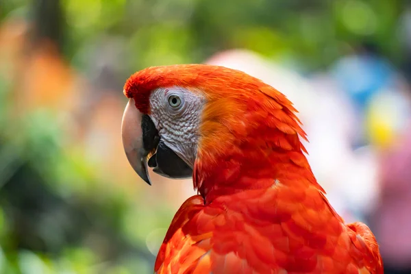 Red Macaws Facing Macaws Large Birds Hook Bill Family — Stock Photo, Image