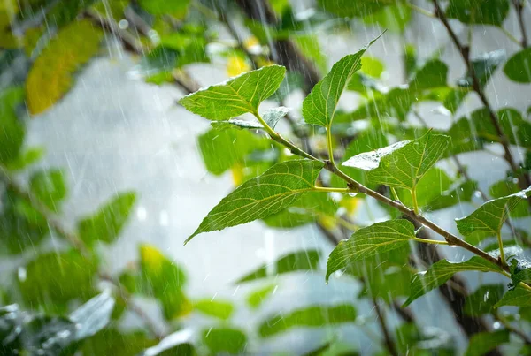 Summer Raindrops Fall Lines Green Leaves — Stockfoto