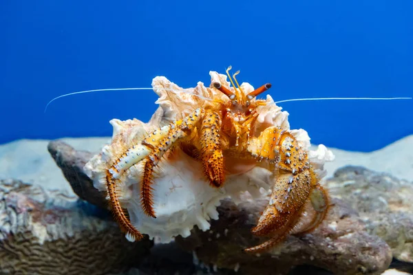 Close Giant Orange Hermit Crab Raised Aquarium — Stock fotografie