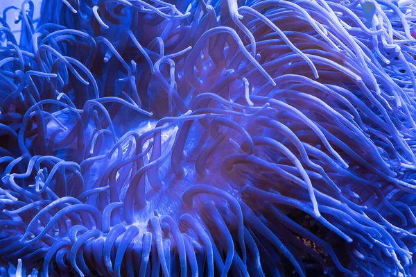 Closeup Blue Anemone Coral Reef Diving Site Thailand — Stock Photo, Image