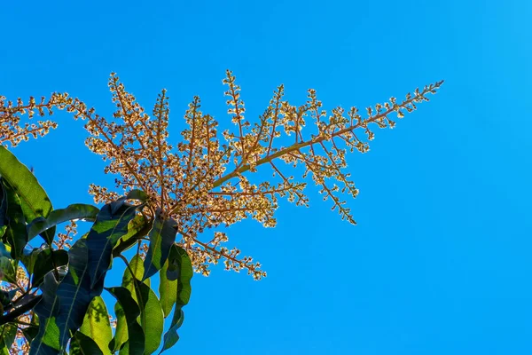 Mango Flower Blooming Summer Blue Sky Mango Flower Only Bloom — Foto de Stock