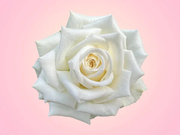 White Rose Isolated Light Pink Background Your Valentine Design Idea — Fotografia de Stock