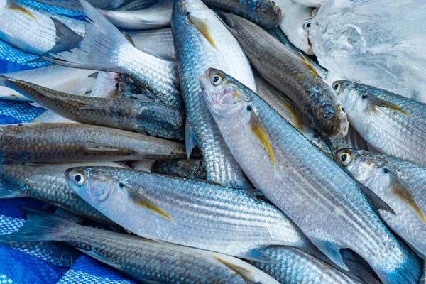 Mullet Fish Laying Blue Tarp Freshly Caught Fishermen Thailand Imagem De Stock