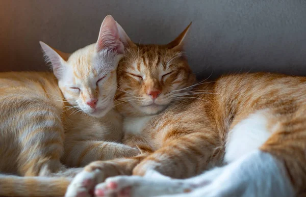 Orange White Thai Kitten Month Old Sleeping House Stockfoto