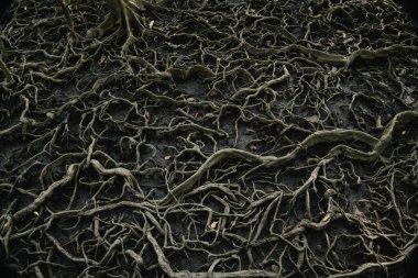 Roots of trees that grow in mangrove forests with wide spreading roots.