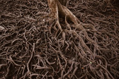 Roots of trees that grow in mangrove forests with wide spreading roots.