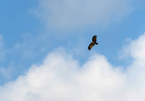 Falcon Flying Freely Sky — Stockfoto