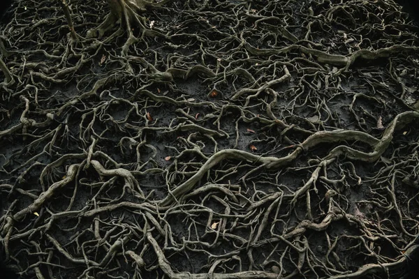 Roots of trees that grow in mangrove forests with wide spreading roots.