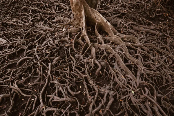 Roots of trees that grow in mangrove forests with wide spreading roots.
