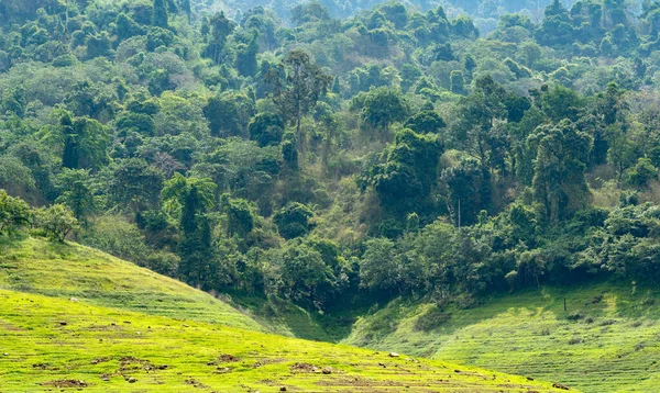 Tropical rainforest background which is a tropical rainforest in a dam in Thailand. After the water level has dropped, a tropical rainforest appears.