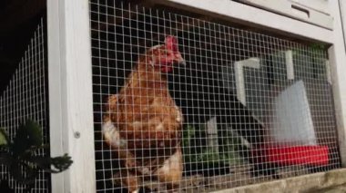 Arka bahçede çitin arkasında tavuk var.