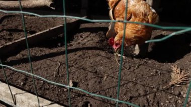 Arka bahçedeki tellerin arkasında ses ayarlı tavuk yemi ve solucan var.
