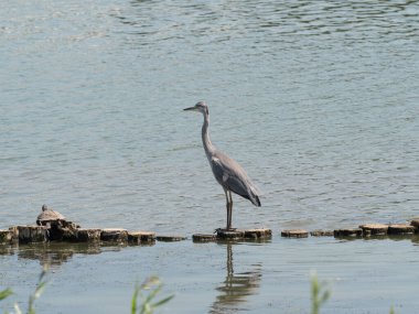 Büyük mavi balıkçıl, sudaki bir ağaç gövdesinde duruyor, ileriye bakıyor.
