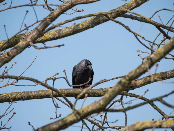 Kara Karga ağaçtaki bir daldan aşağı bakıyor. Arkaplanı açık mavi bir gökyüzü.