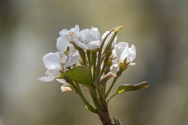 Gros Plan Une Fleur Pomme Avec Fond Flou — Photo