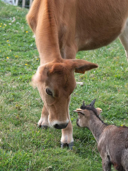 Brown cow and a pygmy goat greet each other