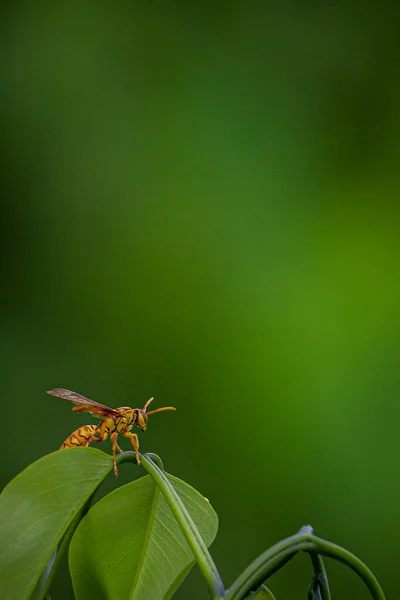 Nahaufnahme Einer Gelben Wespe Auf Einem Grünen Blatt Die Wespe — Stockfoto