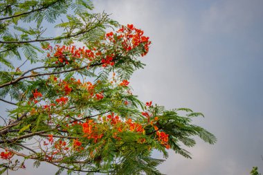 Kırmızı Caesalpinia pulcherrima Peacock çiçek ağacı. yeşil yapraklı çiçek dalları
