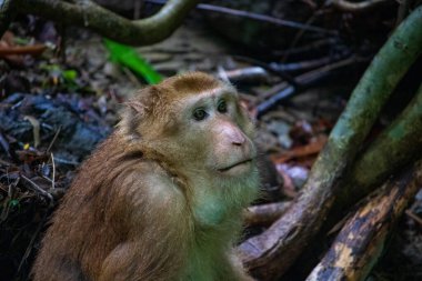 Rhesus Macaque (Macaca mulatta) yakın portre. Maymun bir eko-parkta dinleniyor.