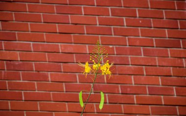 Tuğla desenli sarı Caesalpinia çiçeği. Çerçevede tek bir çiçek dalı.