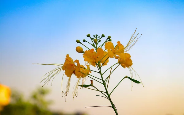 Close Yellow Caesalpinia Flower Park Evening Sunlight — Stock Photo, Image