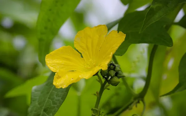 スポンジひょうたん園の中の美しい新鮮な黄色の男性のルファまたはLoofahの花 ロイヤリティフリーのストック写真