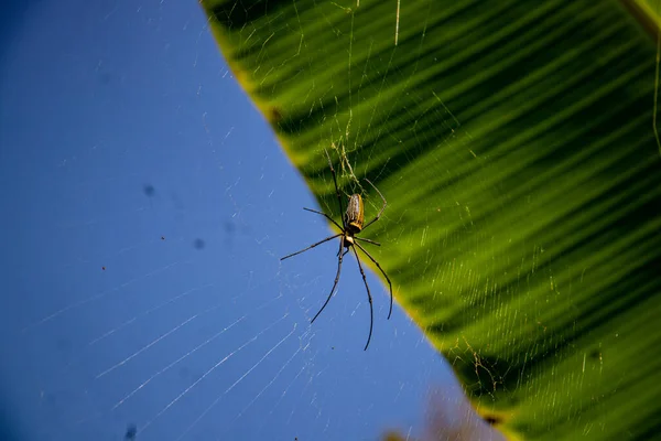 Close Spider Web Winter Day — 图库照片