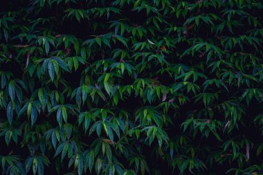 Tropik yeşil yapraklar arka planda. Doğal arkaplan duvar kağıdı.