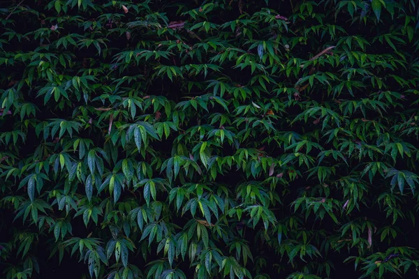 Yeşil yapraklı arka plan. Doğal arkaplan duvar kağıdı.