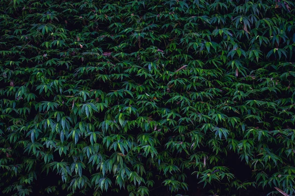 熱帯の葉のパターンの背景 自然壁紙 ストック画像