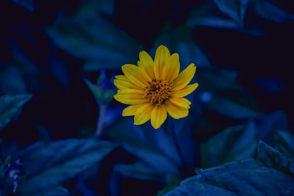 Közelkép Mexikói Napraforgó Helianthus Occidentalis Egy Parkban Egy Hegy Felett — Stock Fotó