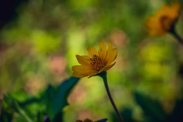 Hermoso Primer Plano Solo Flor Helianthus Occidentalis Girasol Mexicano — Foto de Stock