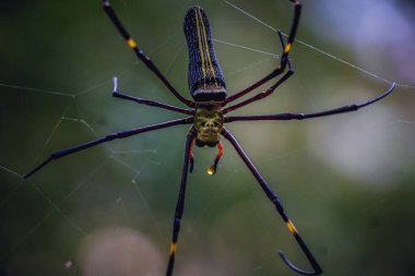 Dev bir Altın Küre Web Örümceğinin (Nephila pilipes)