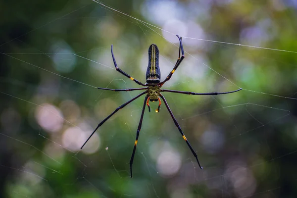 Wielki Złoty Orb Web Spider Nephila Pilipes Siedzi Sieci — Zdjęcie stockowe