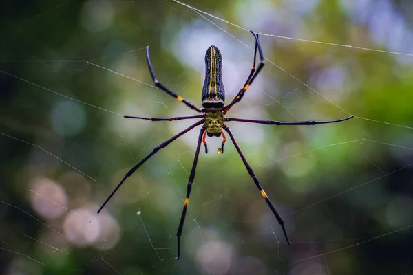Giant Golden Orb Web Spider Nephila Pilipes Wild Winter — стоковое фото