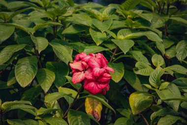 Arka planda yeşil yapraklar olan bir bahçede Mussaenda philippica çiçeği dalı