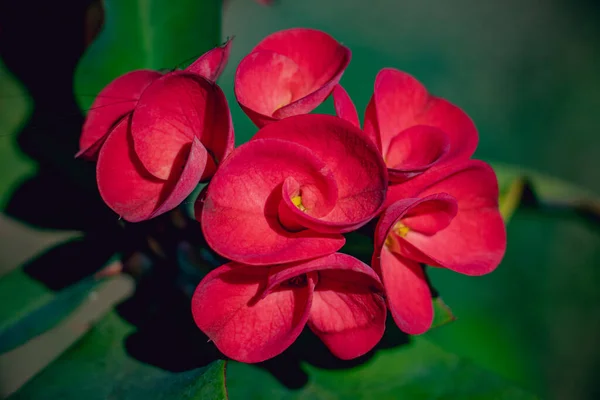 Kırmızı Euphorbia Milii Des Moul 'a (Dikenli Taç, İsa Dikeni) yakın plan