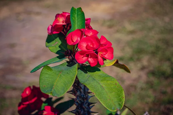 Red Euphorbia Milii Des Moul Známý Jako Koruna Trní Kristus — Stock fotografie