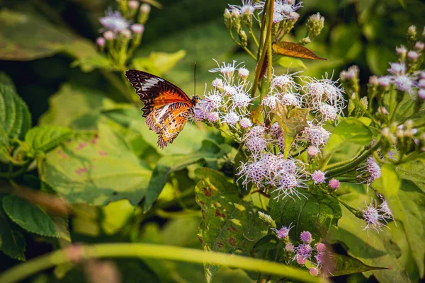 Beautiful Monarch butterfly on white flowers, nature background