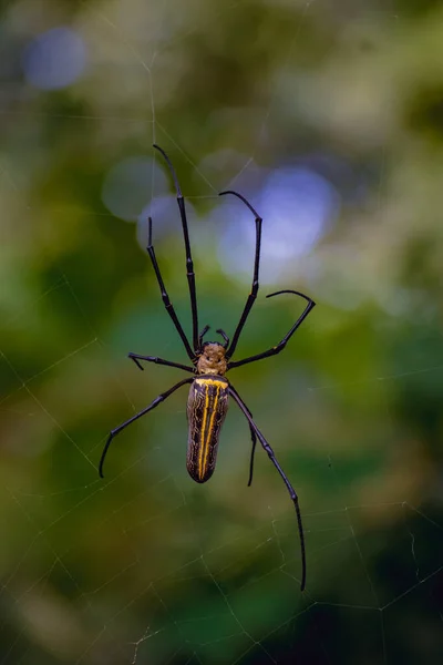 Vertical Close Giant Golden Orb Web Spider Nephila Pilipes Net — Foto Stock