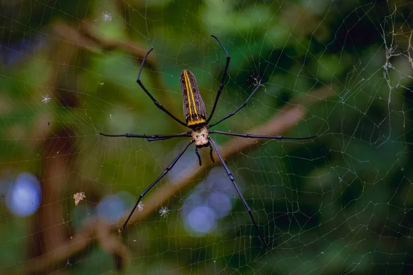 在网络上接近一只巨大的金球蜘蛛 Nephila Pilipes — 图库照片